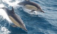 Регистрираха 1750 китоподобни бозайници в Черно море, афалите намаляват