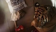 Тигрица избягала от резерват в  щата Асан,Индия, е открита да си почива на легло в къщата на местен жител.