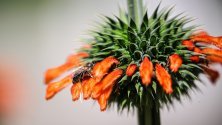 Пчела кацнала върху цвете в ботаническата градина Palmengarten във Франкфурт, Германия.