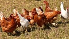 Япония разреши вноса на българско птиче месо