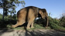 Ида, 60-годишен опитомен слон, ранен смъртоносно в крака по време на битка с див слон, тя  е била използвана в програма за отблъскване на дивите слонове от плантации и селища, Ачех, Индонезия.