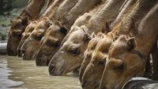Стадо камили пие вода, северна Кения.
