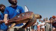Морска костенурка по време на представянето на кампания, озаглавена &quot;Костенурки в Средиземно море&quot; на плаж в Ел Салер, във Валенсия, Испания. 