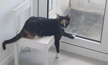 Котка падна от 18-ия етаж и оцеля