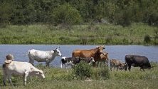 Говеда пасат до езерo близо до Салфър Спрингс, Тексас. Тексас се отличава с перфектни условия за отглеждане на месодайни породи говеда и има традиции, които се предават през поколенията.