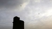 Две птици и рояци пустинни скакалци летят в Сана, Йемен. Рояци пустинни скакалци се разпространяват в няколко града на Йемен, включително Сана.