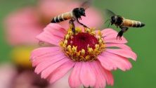 Пчели събират нектар от цвете в градина в Джаму и Кашмир, Индия.
