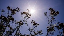 Слънце белсти над растения на полето в Бродовин, Германия.