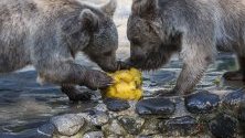 Кафяви мечки ядат плодове, покрити с лед, в заграденото им помещение по време на горещ летен ден в зоопаркът Servion, в Servion,Швейцария.