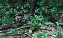 Служител на ловното стопанство „Шерба“ е пребит от нарушители в гората