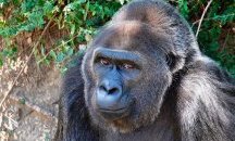 Най-старата горила в зоологическа градина - Труди, почина на 63 години