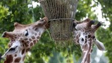 Жирафи се хранят  в Зоологическата градина-  Берлин в Берлин, Германия. На 01 август 2019 г. зоопаркът ще отбележи 175-та си годишнина.