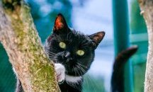 Котка пренасяла на гръб мобилни телефони за затворници в Коста Рика