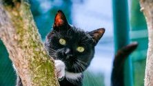 Изоставена котка в приют за животни в Брюксел, Белгия.