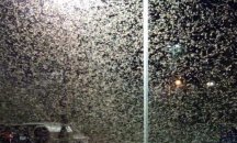 Нападение: Рояци скакалци превзеха Лас Вегас