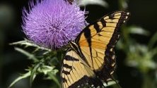 Пеперуда кацнала върху диво цвете, Тексас, САЩ.