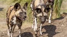 Три от седемте африкански диви кучета (Lycaon picus), пристигнали от Чехия, се виждат по време на въвеждането им в зоопарк Xantus Janos, Унгария.