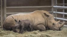 Бебе носорог и майка му в  Сафари парк  „Сан Диего“  в Калифорния, САЩ.