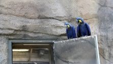 Папагали седят върху врата в Зоологическата градина-  Берлин, в Берлин, Германия.