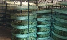 Разкриха наркооранжерия на най-високо технологично ниво край София