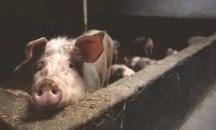 Удължават бедственото положение заради африканската чума в Свищов