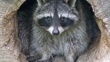 Енот  (Procyon lotor) в парк за животни във Вормс, Германия.
