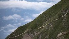Стадо овце пресича алпийски терен под връх Falknis   във Флаш, Швейцария.