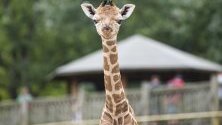 Шестдневно бебе жираф  стои в заграждението зоопарк, Унгария.