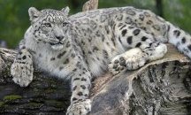 WWF: Животните в горите са намалели наполовина