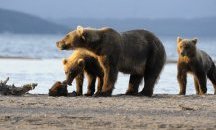 70 гладни мечки блокираха туристически маршрут в Камчатка
