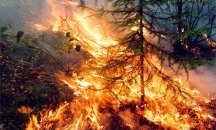 Горски пожар бушува и на остров Тасос