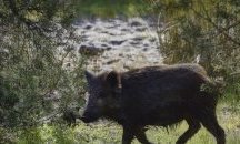 Случай на африканска чума е регистриран в община Царево