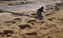 В Нова Зеландия откриха останки на гигантски пингвин