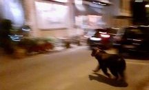 Мечка се поразходи из италианско градче