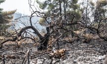 Има задържан за пожарите в област Аркадия в Гърция