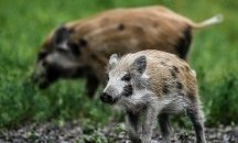 В Софийския зоопарк са взети мерки срещу африканската чума