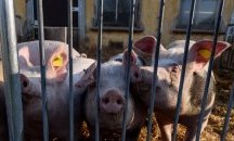 Африканска чума по свинете е регистрирана в свинекомплекс във Видинско