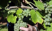 Разкриха мрежа за трудова експлоатация на българи във Франция (ОБНОВЕНА)