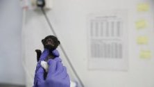 Ветеринар почиства бебе циветка, спасено в Сингапур от организацията Animal Concerns and Research and Education Society (ACRES).