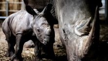 Новородено носорогче едва на 5 дни заедно с майка си в зоопарка в Арнхем, Холандия. 