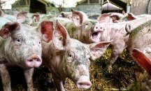 Определят ново място за загробване на животните от свинекомплекса в Караманово