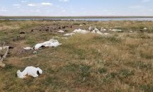 Градушка погуби над 11 000 птици в САЩ