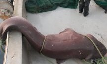 Турски рибари уловиха петметрова акула в Егейско море