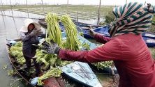 Камбоджанка продава зеленчуци от лодката си в покрайнините на Пном Пен. Премиерът на страната призова хората да произвеждат повече като алтернатива на зеленчуците и плодовете, отглеждани с агрохимикали.