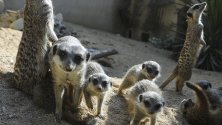 Сурикати си играят в зоопарка в Лисабон, Португалия. Седем малки сурикатчета там само месец след пускането на римейка на &quot;Цар Лъв&quot; по кината.