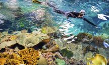 Учени за първи път размножиха атлантически корали в лаборатория