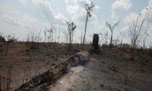 Франс прес: Пожарите в Амазония са резултат от световния апетит за бразилско говеждо