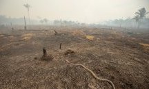 Змии останаха единствените животни сред пожарите в Амазонската джунгла