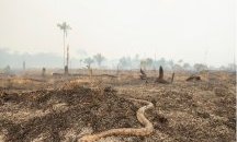 Акцент на деня: Г-7 на помощ в битката с огнената стихия в Амазония