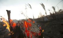 Бразилия приема помощите за Амазония, но само ако контролира парите